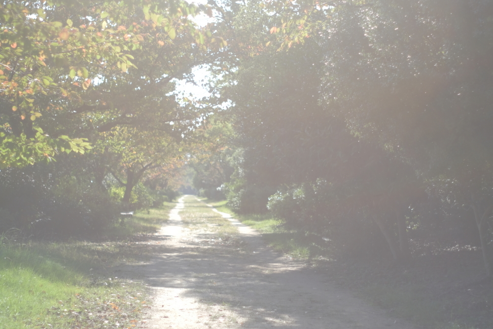 ヒカリ～いつもの公園～散歩道