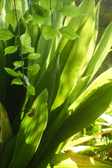 光と影～植物
