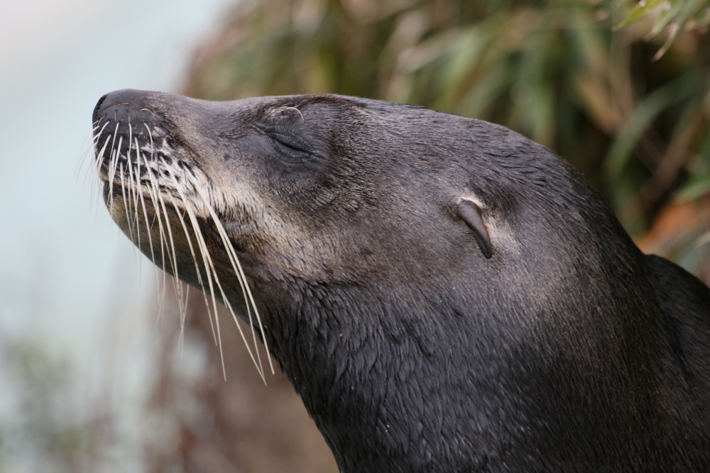 癒される動物写真
