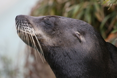 癒される動物写真
