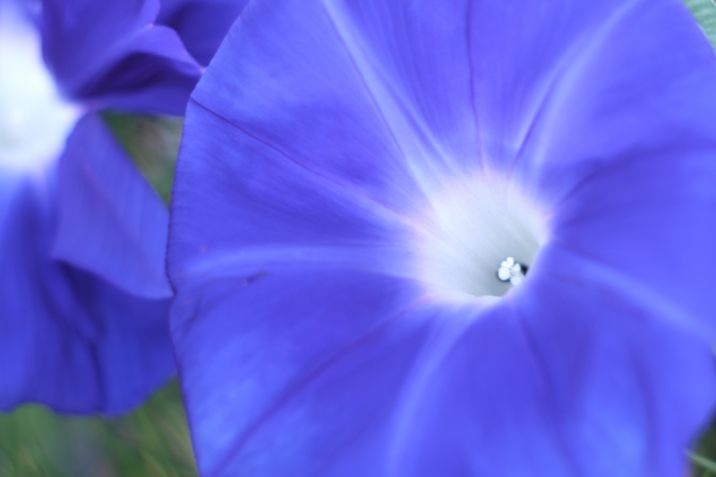 花芯