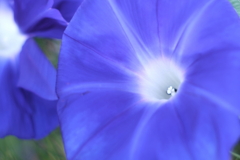 花芯