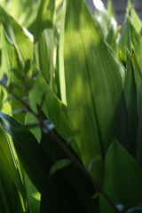 光と影～植物