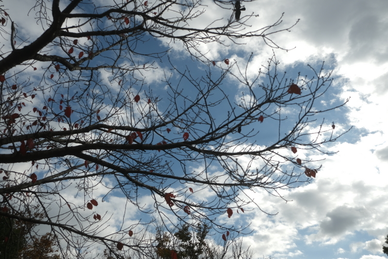 秋空