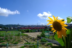 ヒマワリ~花のある風景