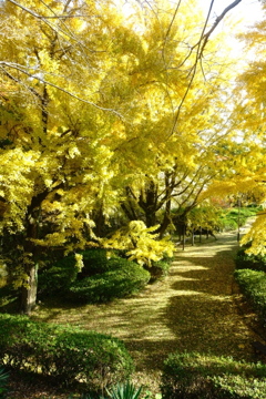 見事なイチョウ並木道