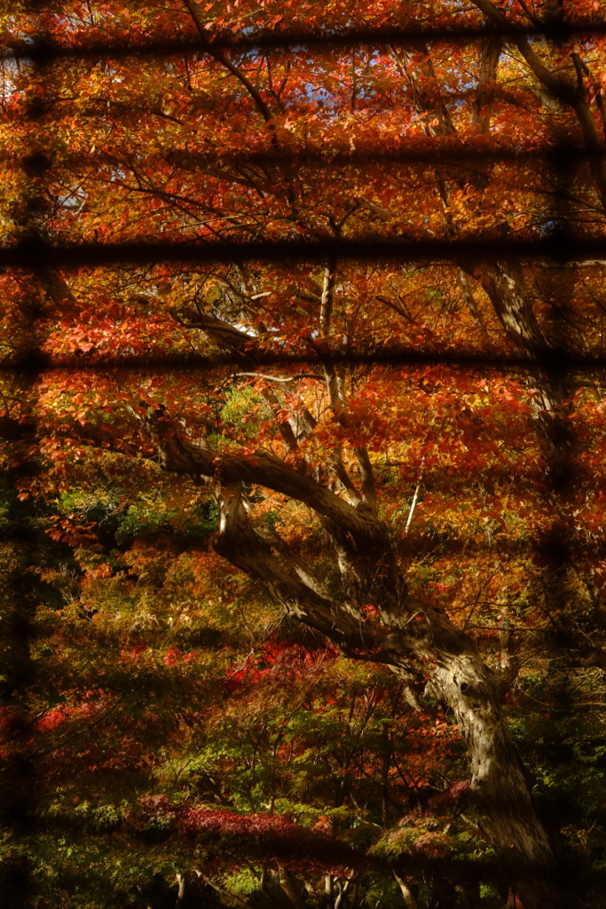 紅葉狩り
