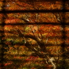 紅葉狩り