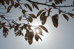 朝の光 朝の光