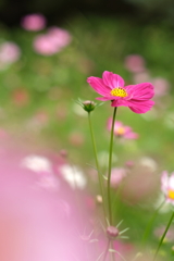秋桜