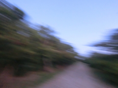 朝の散歩道