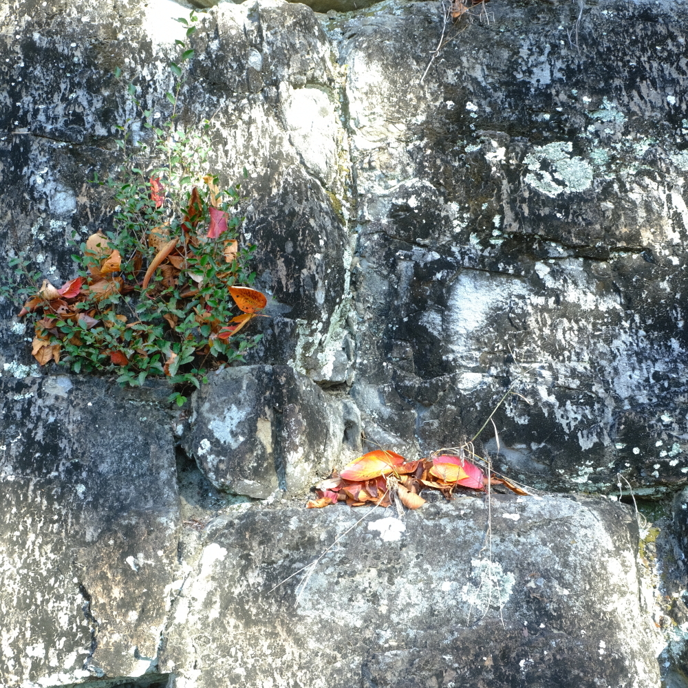 石垣に積もるモミジ