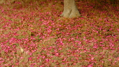 花の絨毯