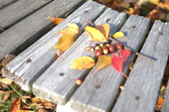 いつもの公園～散歩道