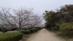 桜並木～いつもの公園 散歩道