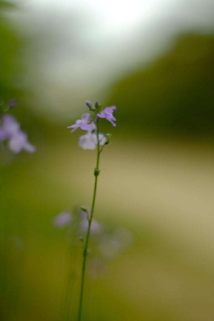 路傍の花