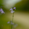 路傍の花