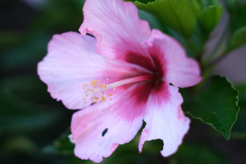 DSCF8927