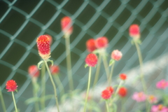 道端の花