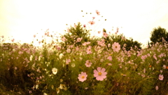 秋桜