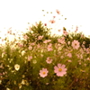 秋桜
