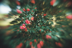 椿の花～film