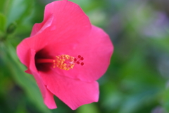 花芯