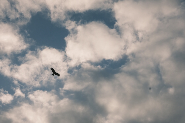 空を飛ぶ鳥のように