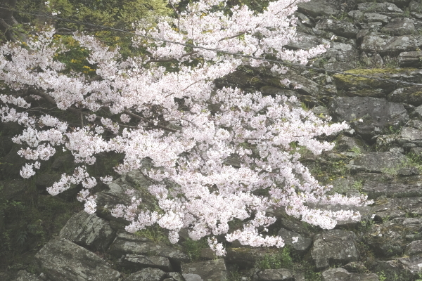 お城の桜