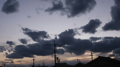 可愛いワンちゃん2匹