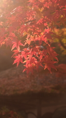 日本の庭園
