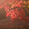日本の庭園