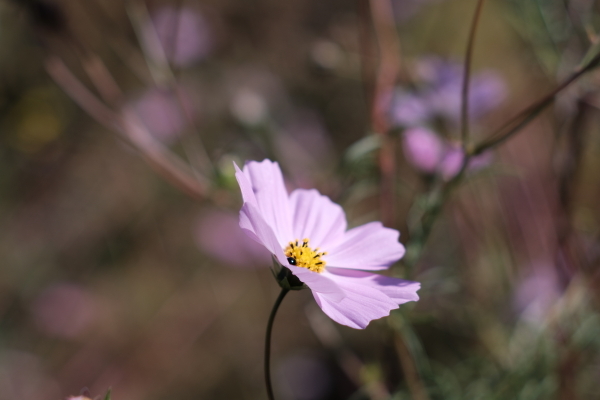 秋桜