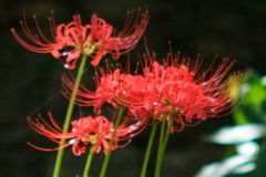 曼殊沙華