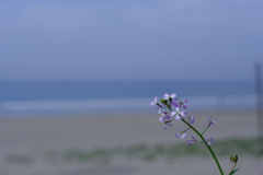 浜辺に咲く花