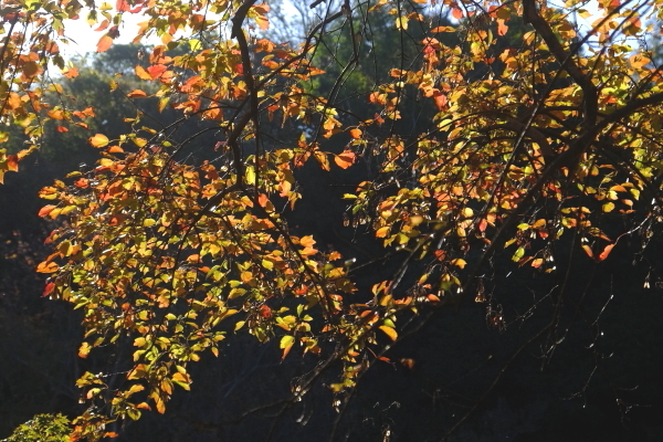 紅葉狩り