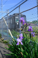 花とオシャレな電車
