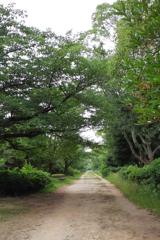 朝の散歩道