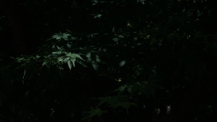 光と影～植物