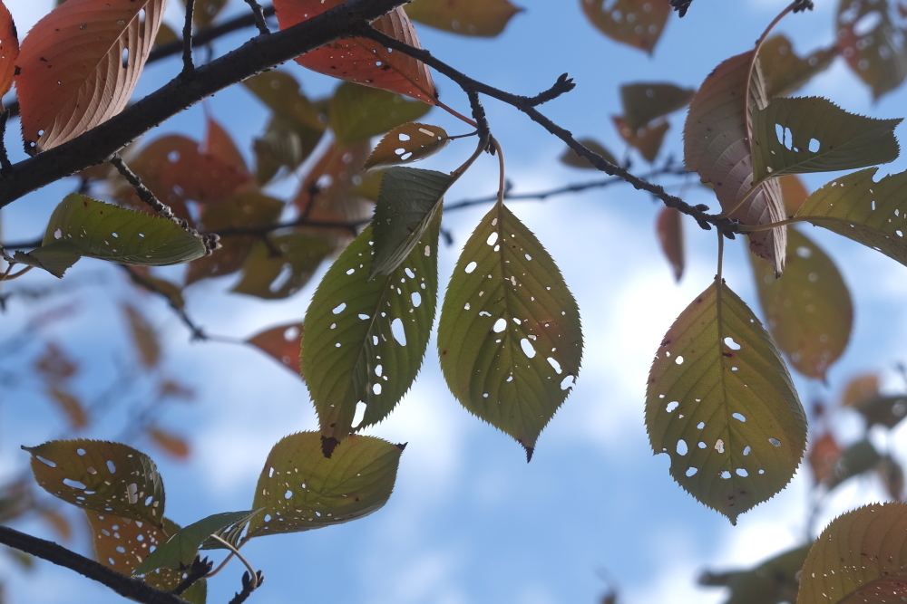 秋色～いつもの公園～散歩道　