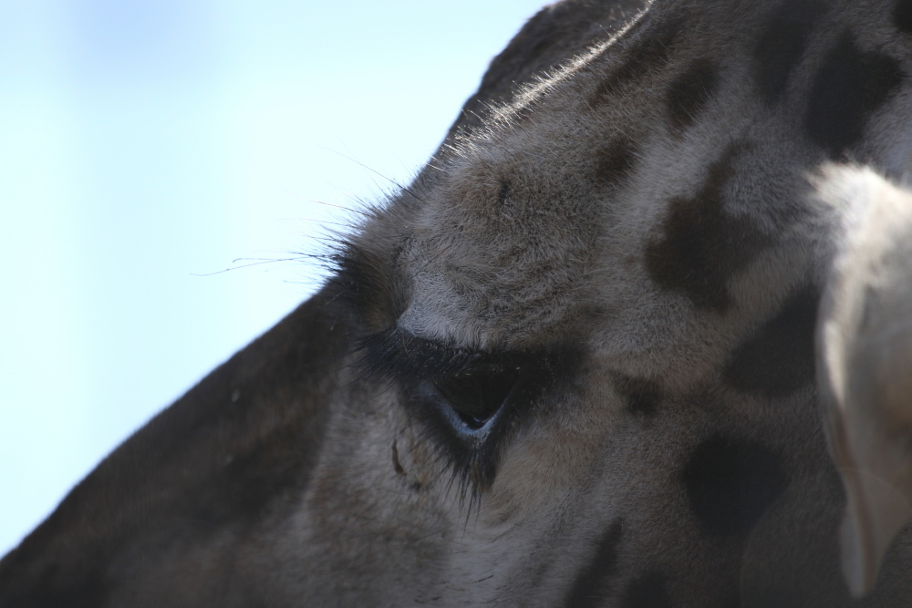 キリン＝動物写真