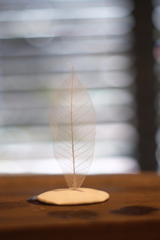 展示作品を撮る