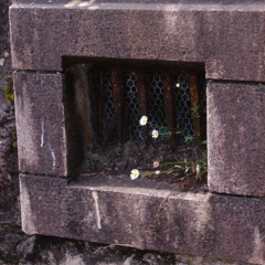 路傍の花～路地裏