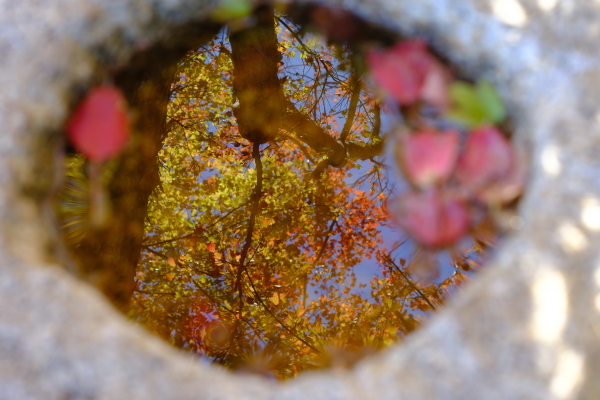 手水鉢で紅葉狩り