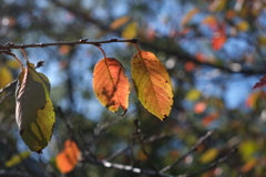紅葉