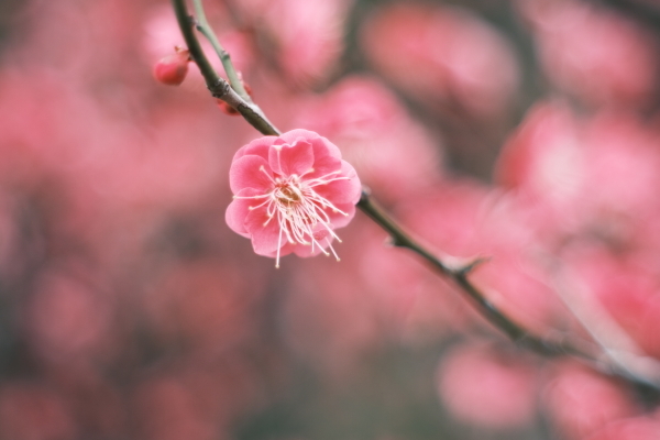 紅梅