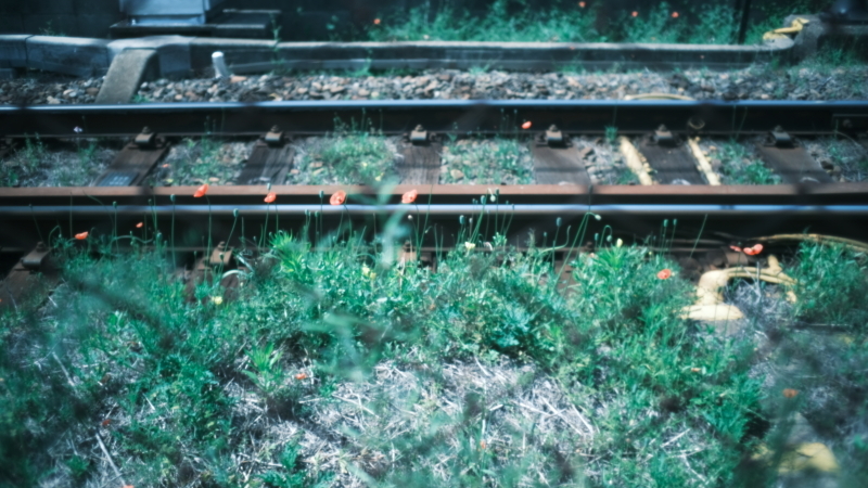 線路わきの花