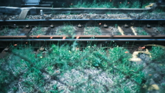 線路わきの花