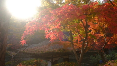 日本の紅葉スポット