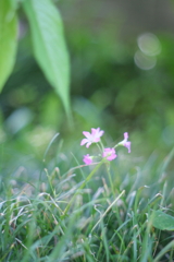 可憐な花みつけた